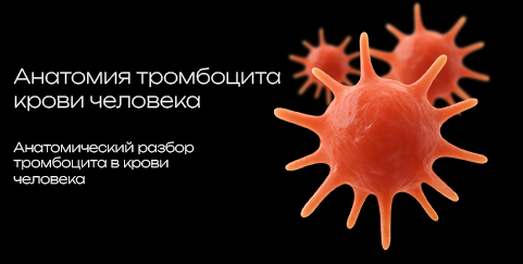 Platelet 3D model preview